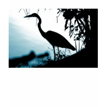 Heron Silhouette T-Shirt