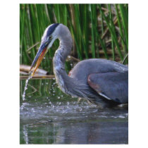 Heron Splash flyers by paulnsheryl Heron Splash flyers