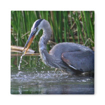 Heron Splash magnets by paulnsheryl Heron Splash magnets