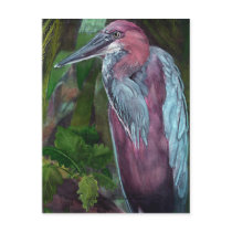 Heron Standing Alone 2 Postcard