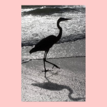 Heron Walking on Shore posters