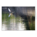 Heron With Its Own Reflection/ Card by riverme Heron With Its Own Reflection/ Card
