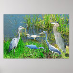 Herons of Everglades National Park, Florida Poster