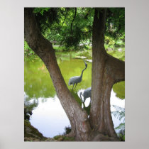 Herons Posters
