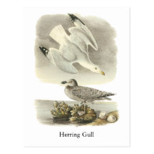Herring Gull, John Audubon Post Cards