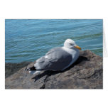 Herring Gull Resting on Rock Jetty: Greeting Card
