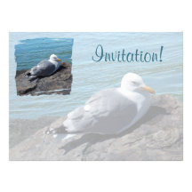 Herring Gull Resting on Rock Jetty: Custom Announcement