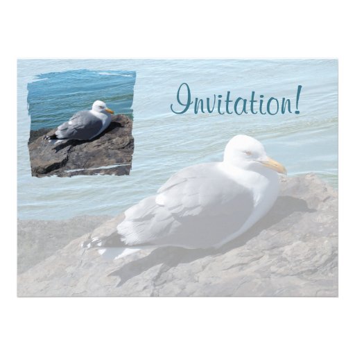 Herring Gull Resting on Rock Jetty: Custom Announcement