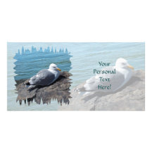 Herring Gull Resting on Rock Jetty: Customized Photo Card