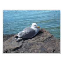 Herring Gull Resting on Rock Jetty: Photographic Print