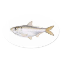 Herring Oval Stickers