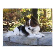 Hershey Kiss Hero Kennel Merchandise Post Card