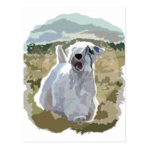 He's an Angel - Sealyham sunlit in field Postcard