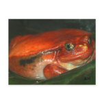 He's big &amp; he's red, but he ain't no soda! postcards