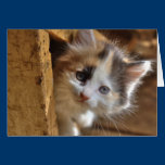 Heterochromia Calico Kitten cards
