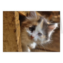 Heterochromia Calico Kitten Cards