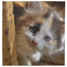 Heterochromia Calico Kitten Cloth Napkin