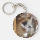 Heterochromia Calico Kitten Keychains