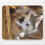 Heterochromia Calico Kitten mousepads