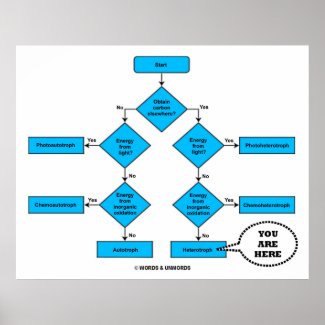Heterotroph Flow Chart You Are Here Biology Humor Poster