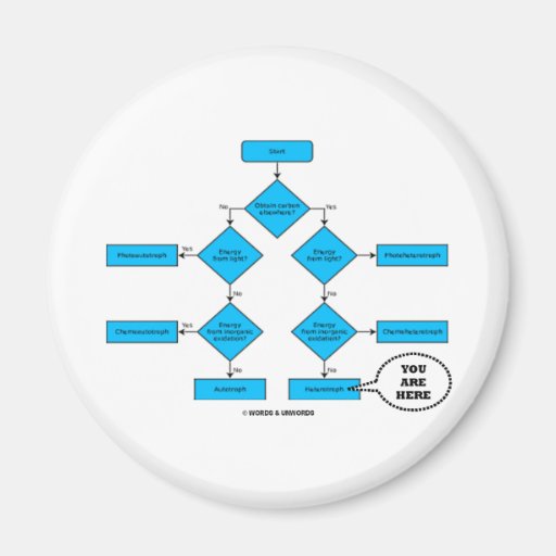 Heterotroph Flow Chart - You Are Here Magnets
