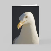 Hey Big Fella Seagull Card cards
