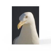 Hey Big Fella Seagull Card