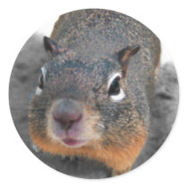 Hey cutey funny squirrel stickers by loveandlight Hey cutey funny squirrel stickers