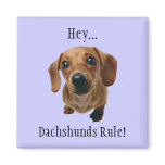 "Hey... Dachshunds Rule!" Fridge Magnets