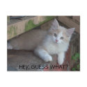 HEY, GUESS WHAT? i MISS YOU postcards