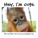 Hey, I'm Cute Orangutan print