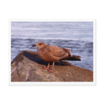 Hey... MY rock! postcards
