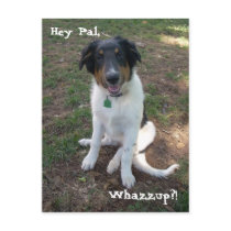 Hey Pal, Whazzup?! Postcard