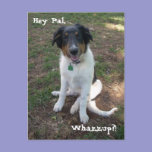 Hey Pal, Whazzup?! Postcard