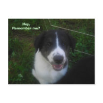 Hey,Remember me? postcards
