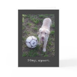 Hey, Sport. Yellow Lab Puppy All Occasion Card Hey, Sport. Yellow Lab Puppy All Occasion Card