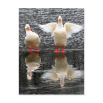 Hey, Watch the Wing! postcards