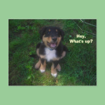 Hey, What's up? postcards