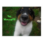 Hey, Whazzup?!!! Post Cards