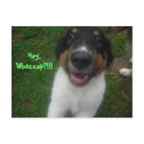 Hey, Whazzup?!!! postcards