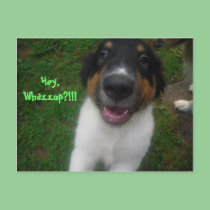 Hey, Whazzup?!!! postcards