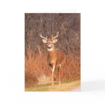 Hey - where are you going?! (Deer/Buck) Greeting Card