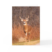 Hey - where are you going?! (Deer/Buck) cards by RiverDeer Hey - where are you going?! (Deer/Buck) cards