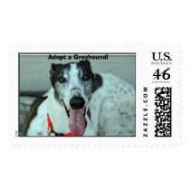 hi, Adopt a Greyhound! postage by laragale hi, Adopt a Greyhound! postage