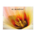 HI, GRANDMA! POST CARDS Tulip Flower Floral postcards