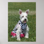 Hi, I'm Daisy posters