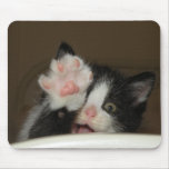"Hi!" kitten mouse pad