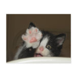"HI" Kitten postcard