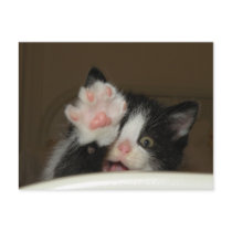 "HI" Kitten postcard by KheestoneImages "HI" Kitten postcard