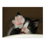 "HI" Kitten postcard